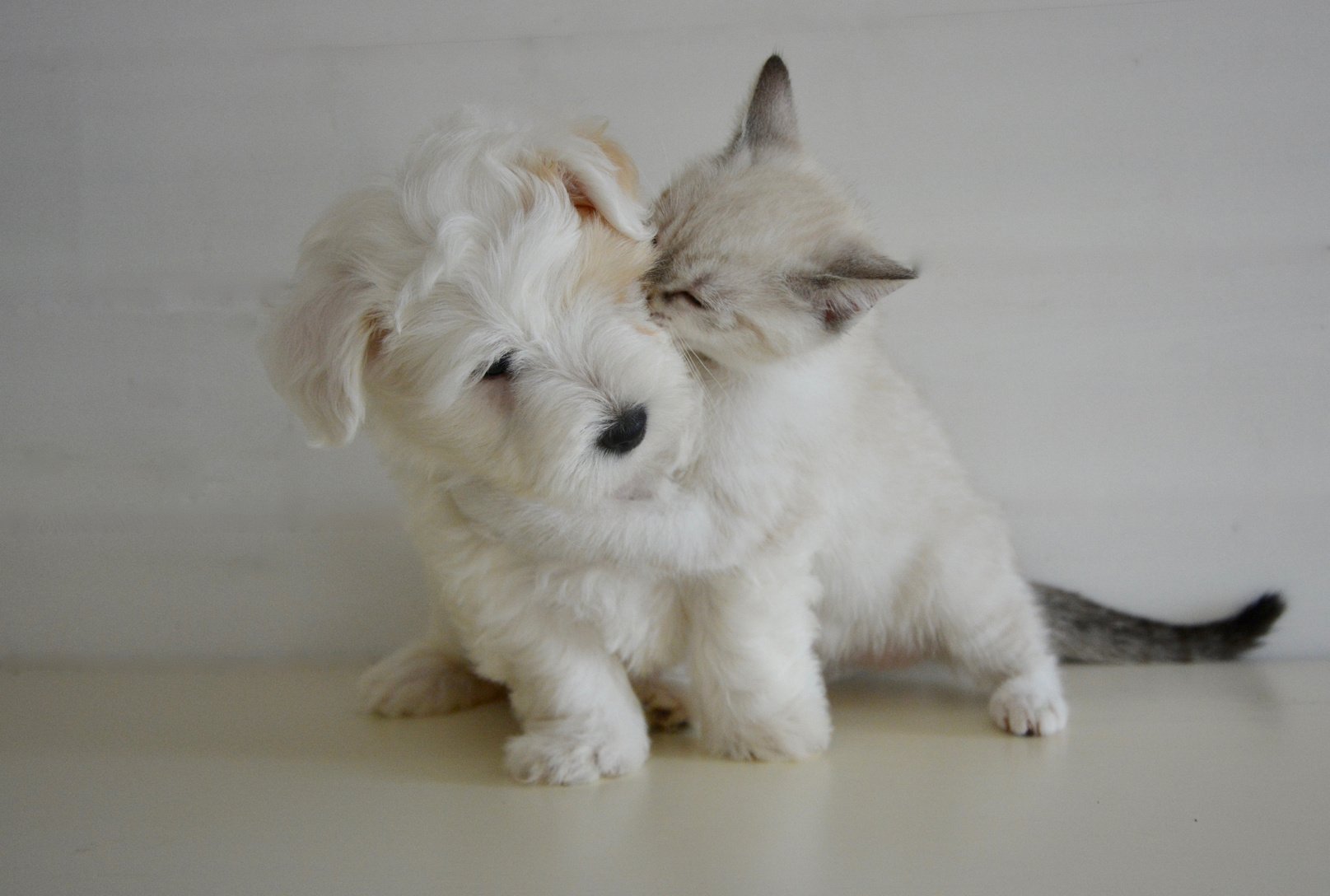 Puppy and Kitten Playing